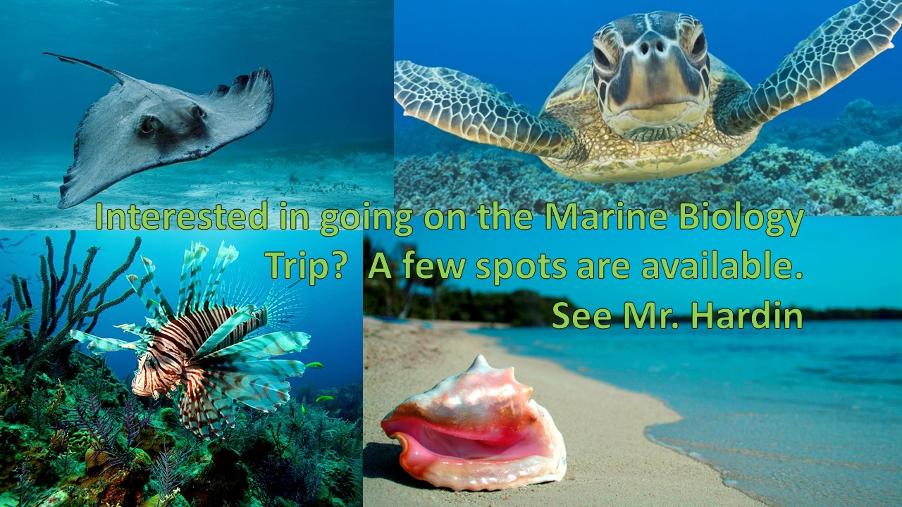 underwater and beach images for the bahamas